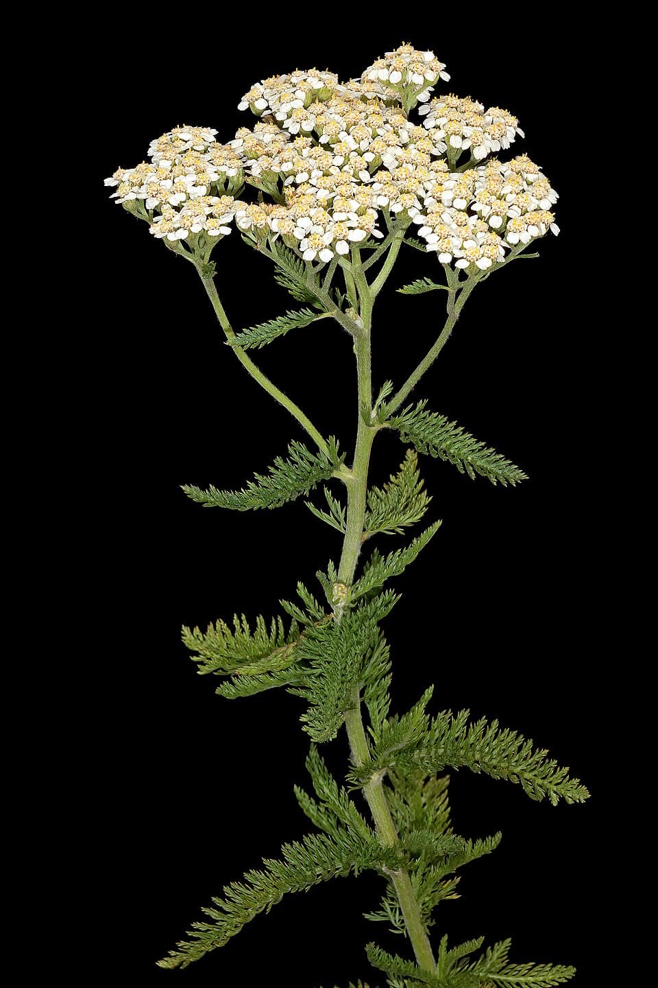 Western Yarrow