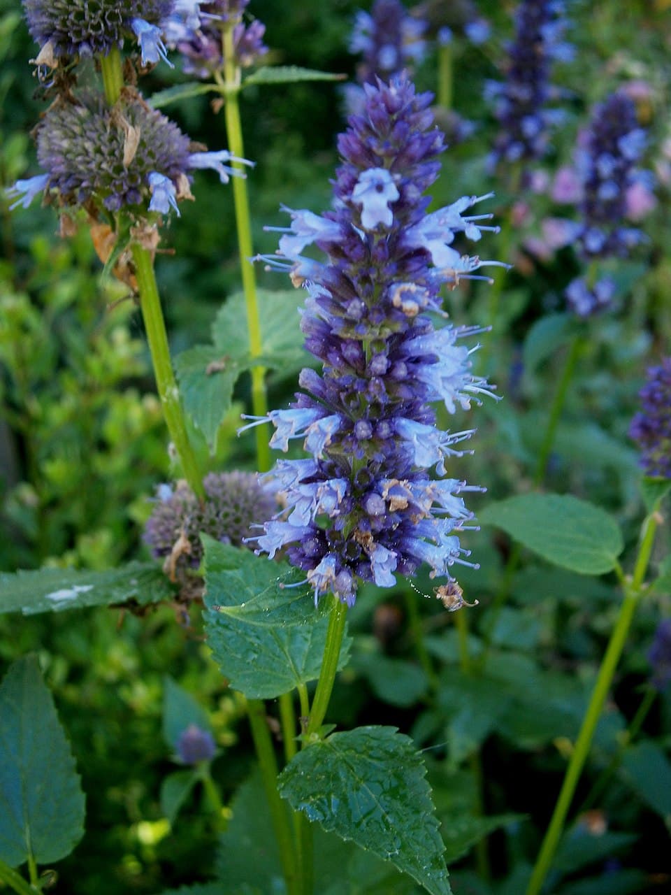 Anise Hyssop