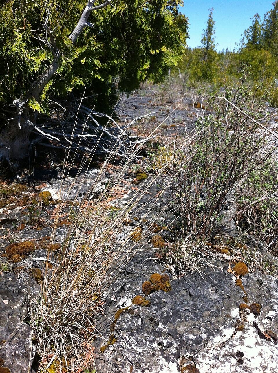 Little Bluestem ‘Blaze’