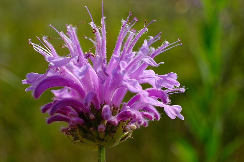 Blue Moon Bee Balm