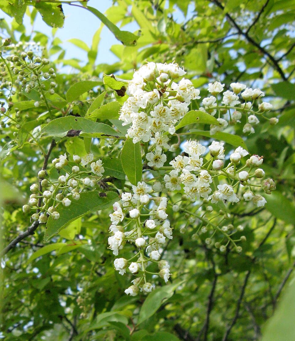 Chokecherry (Small)