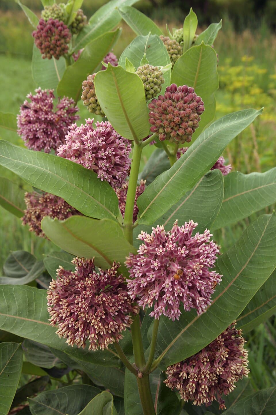 Common Milkweed (Small)
