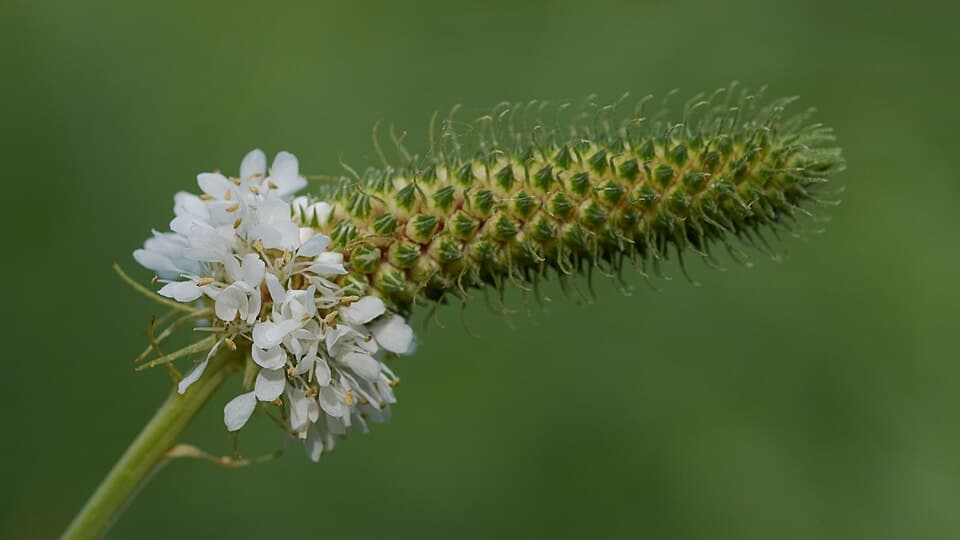 White Prairie Clover