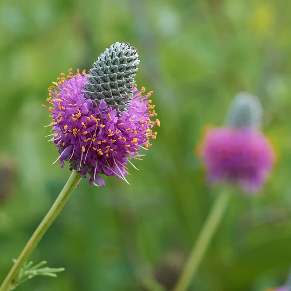 Purple Prairie Clover