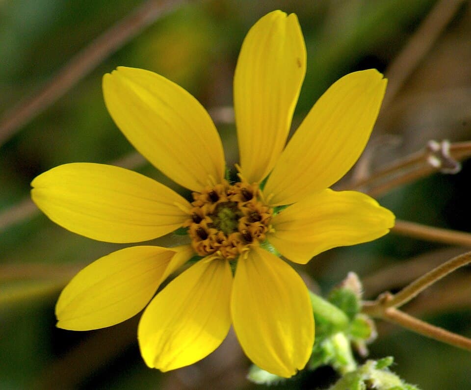 Engelmann's Daisy