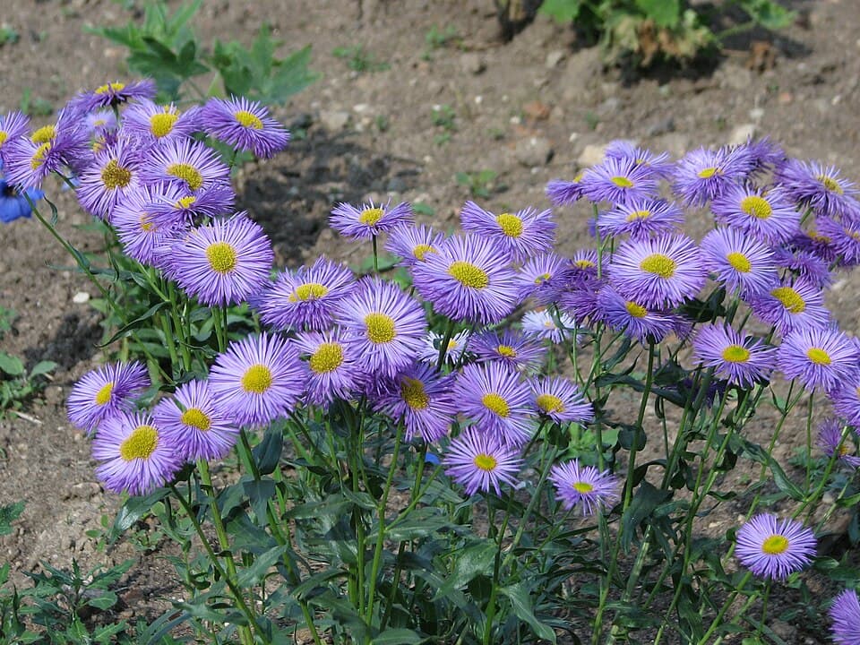 Showy Fleabane Daisy