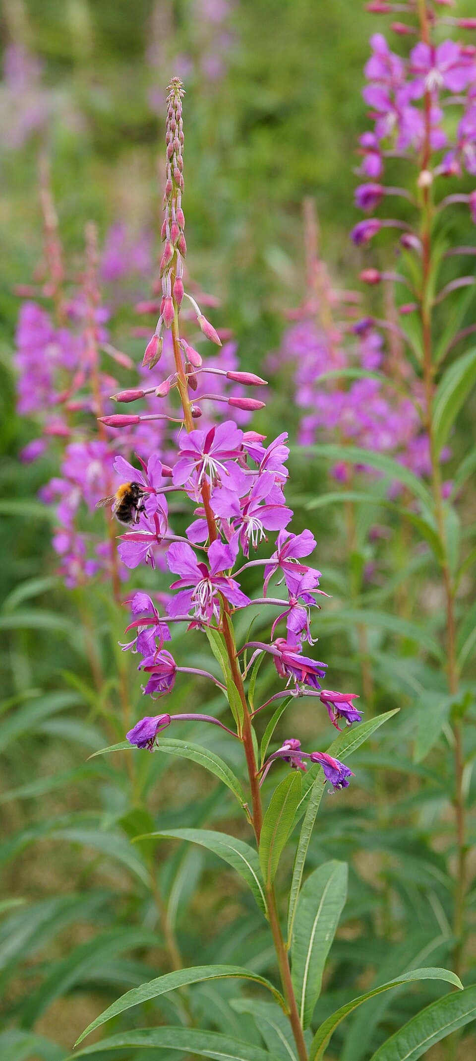 Fireweed