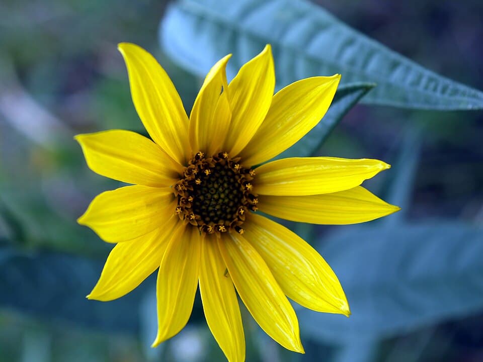 Maximilian's Sunflower