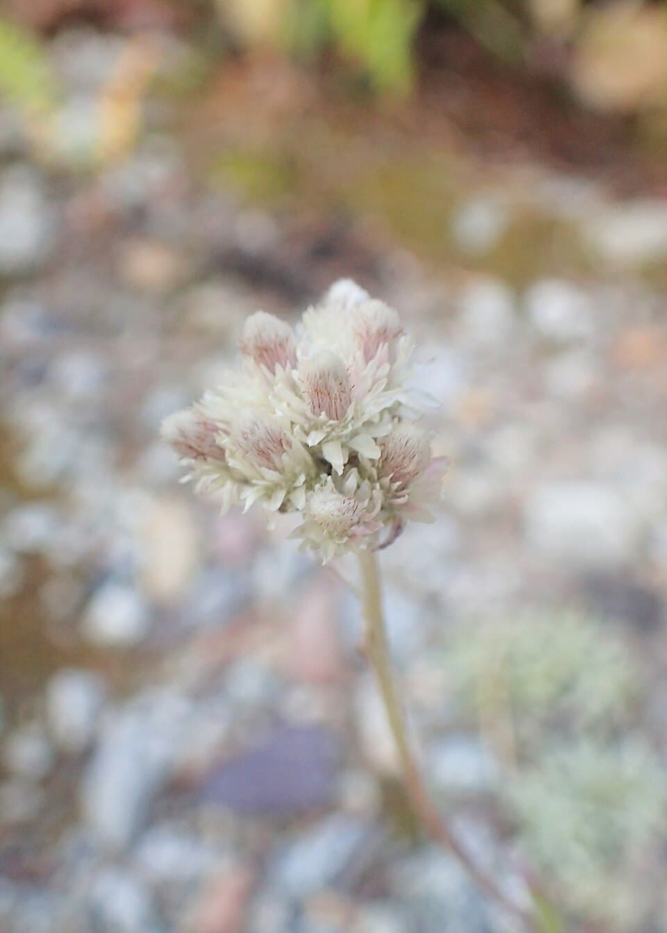Narrowleaf Pussytoes