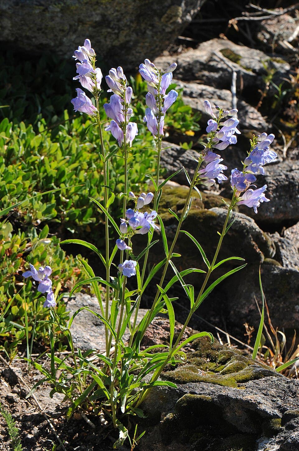 Rocky Mountain Penstemon