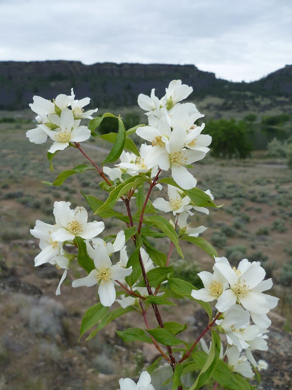 Lewis' Mock-Orange