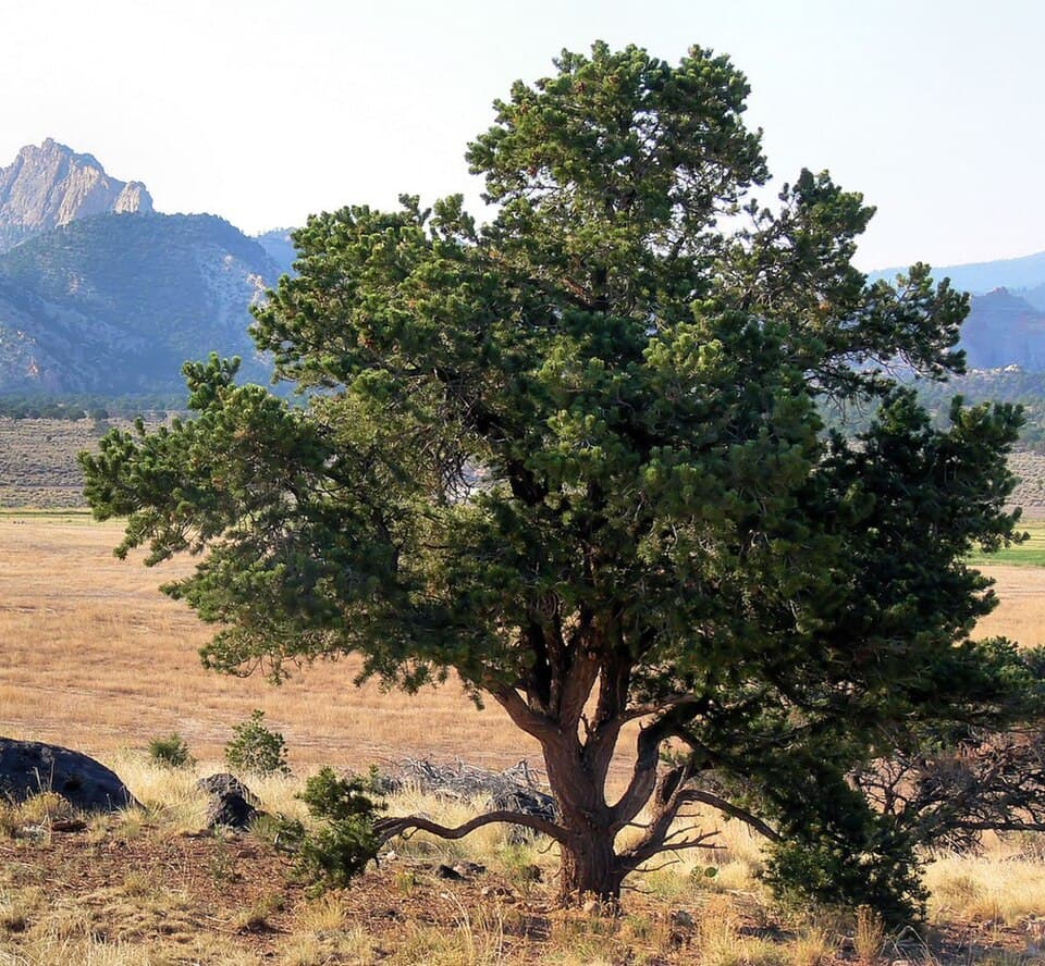 Piñon Pine