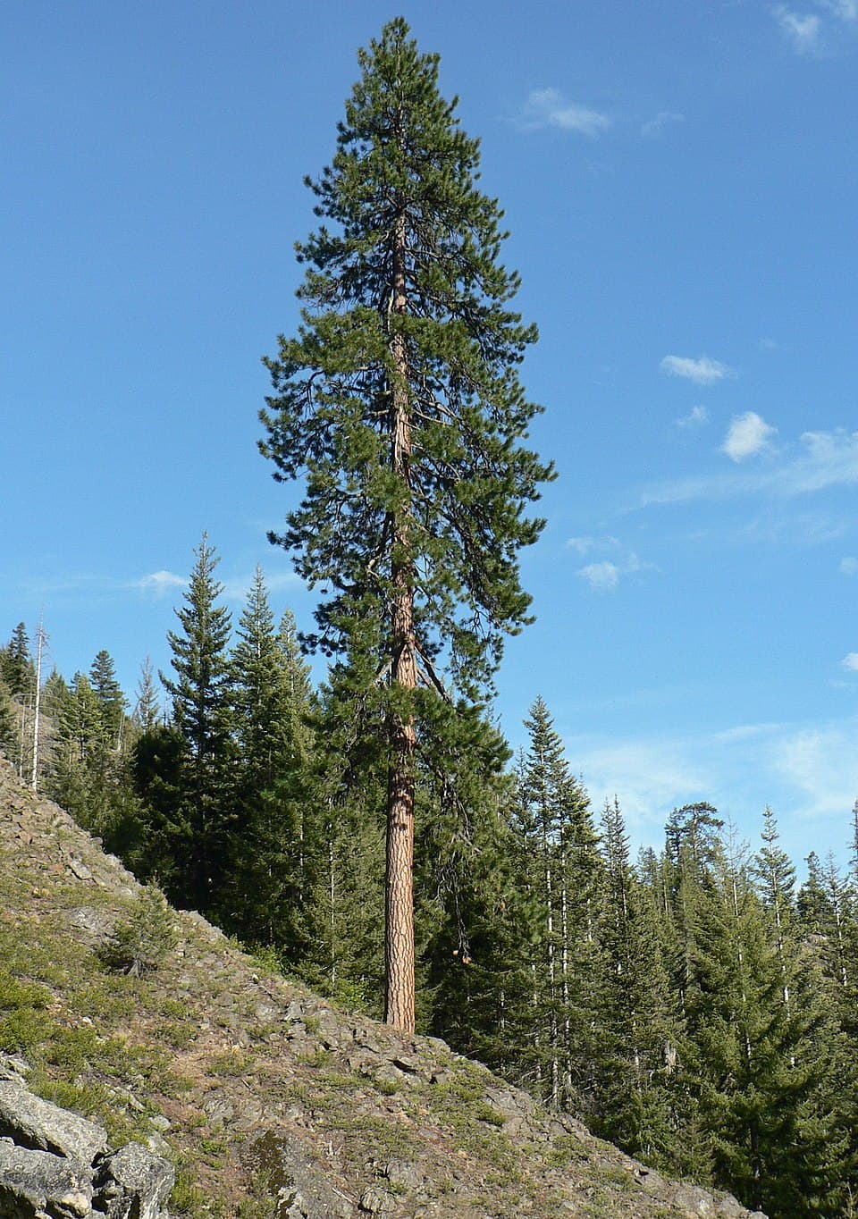Ponderosa Pine (East)