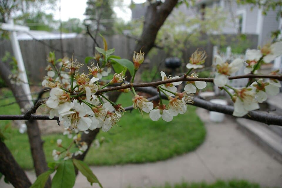 American Plum