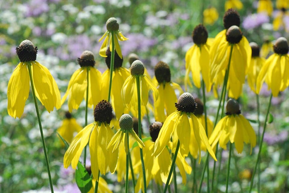 Prairie Yellow Coneflower