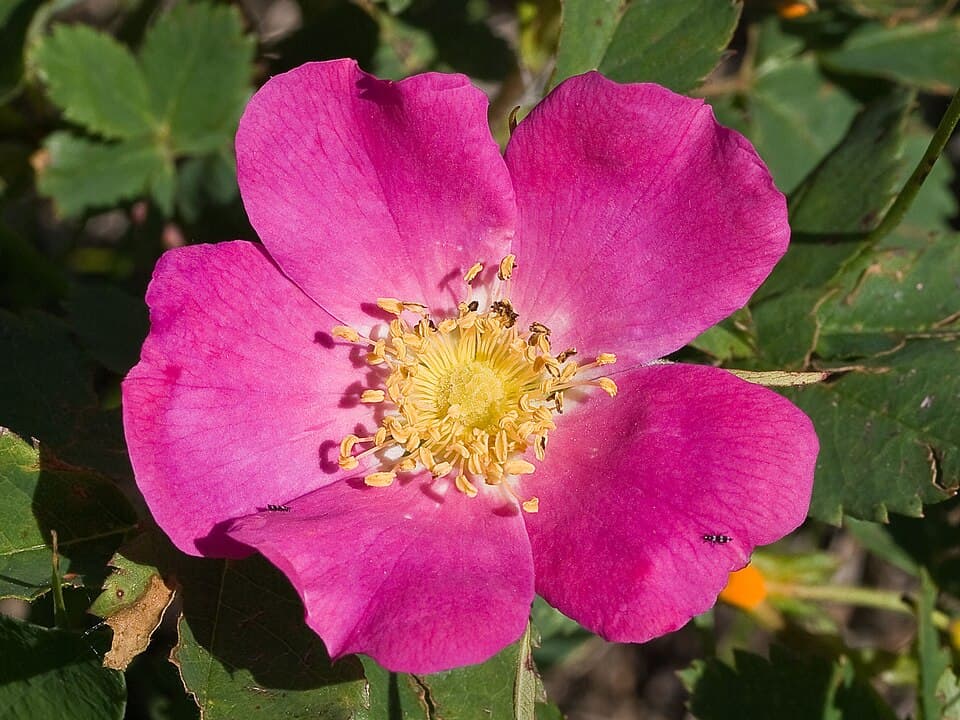 Woods' Rose