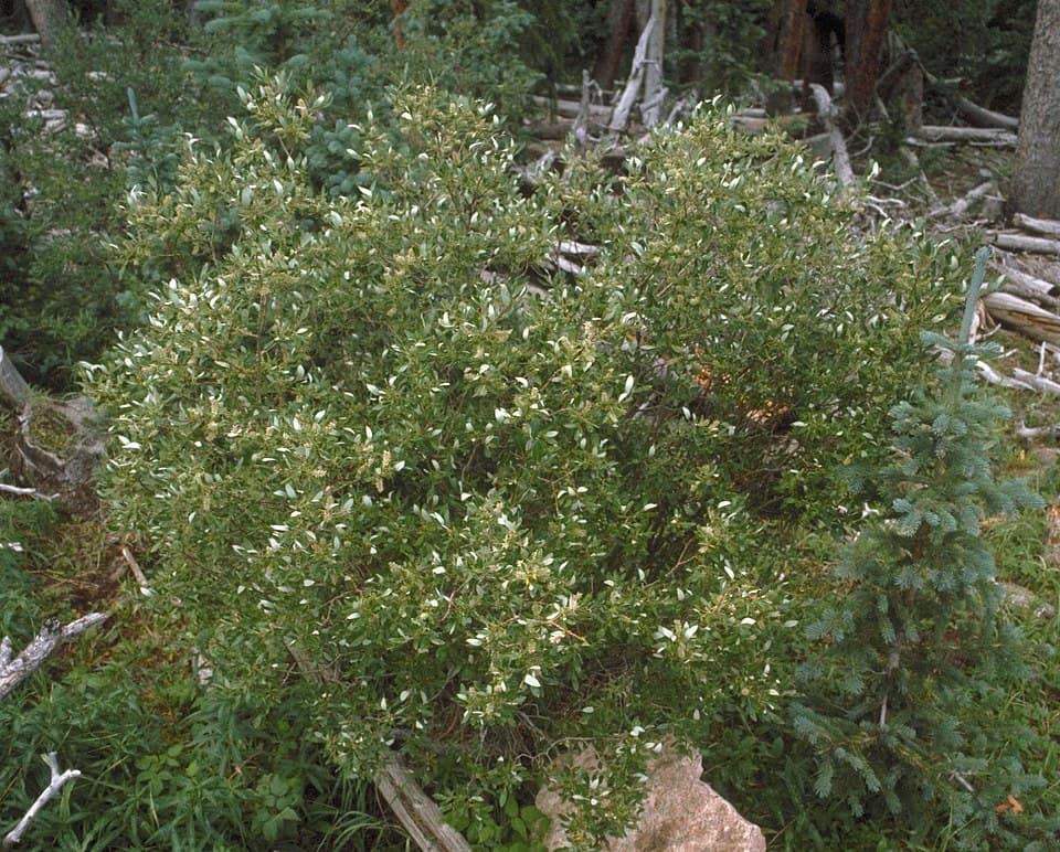 Scouler's Willow