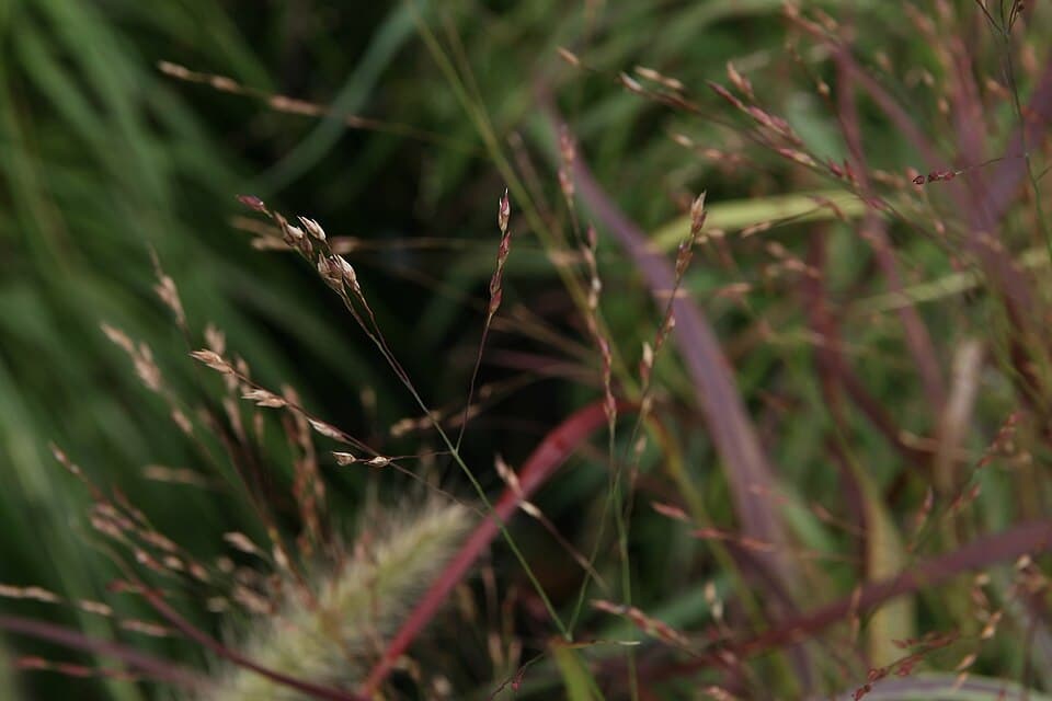 Shenandoah Switch Grass