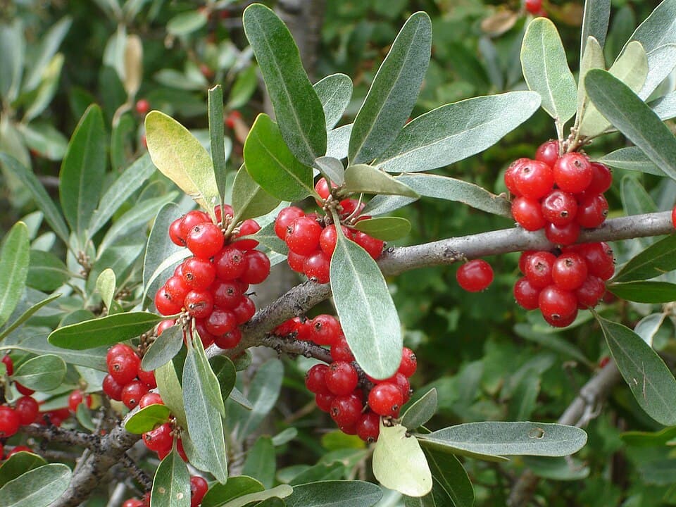 Silverleaf Buffaloberry