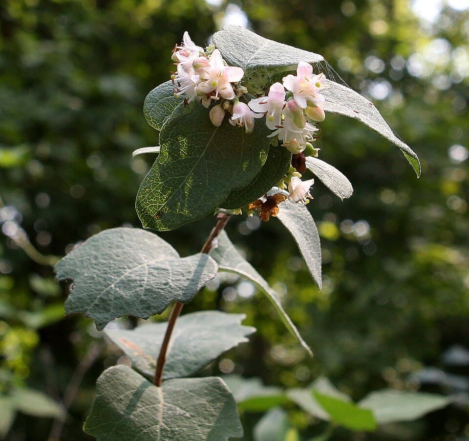 Western Snowberry