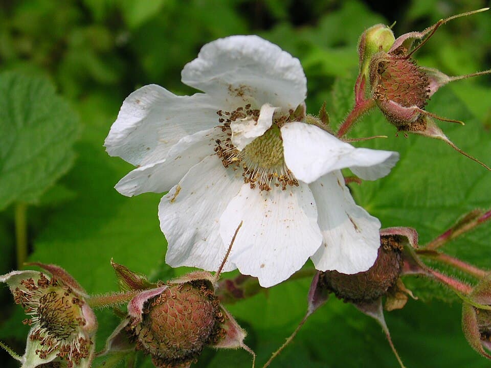 Thimbleberry