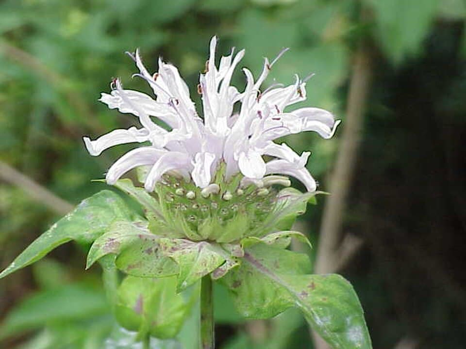Wild Bergamot