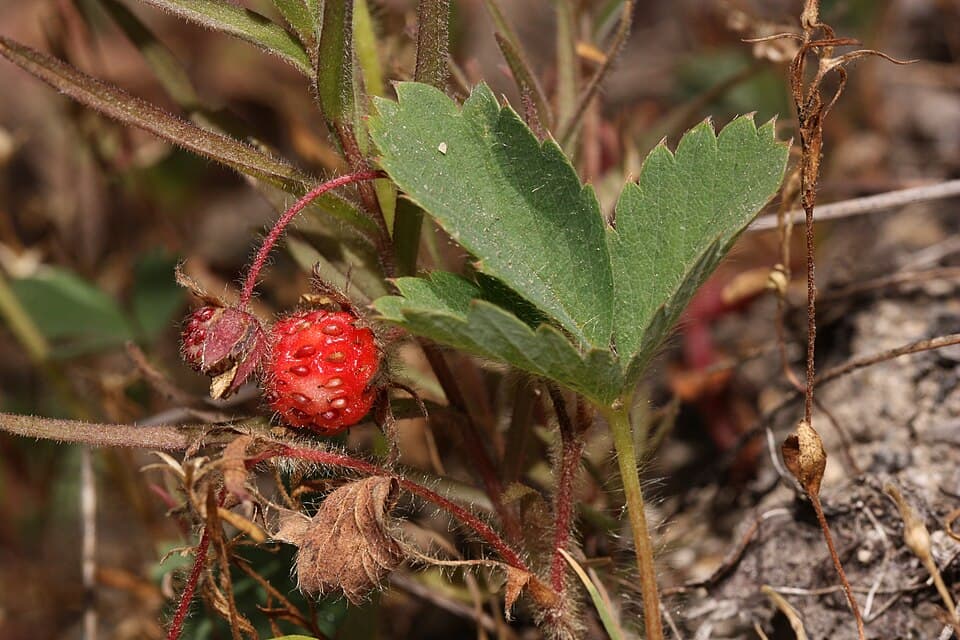 Wild Strawberry