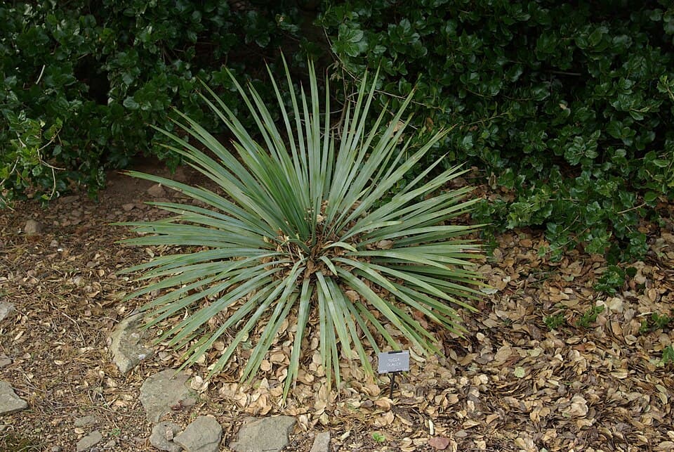Great Plains Yucca