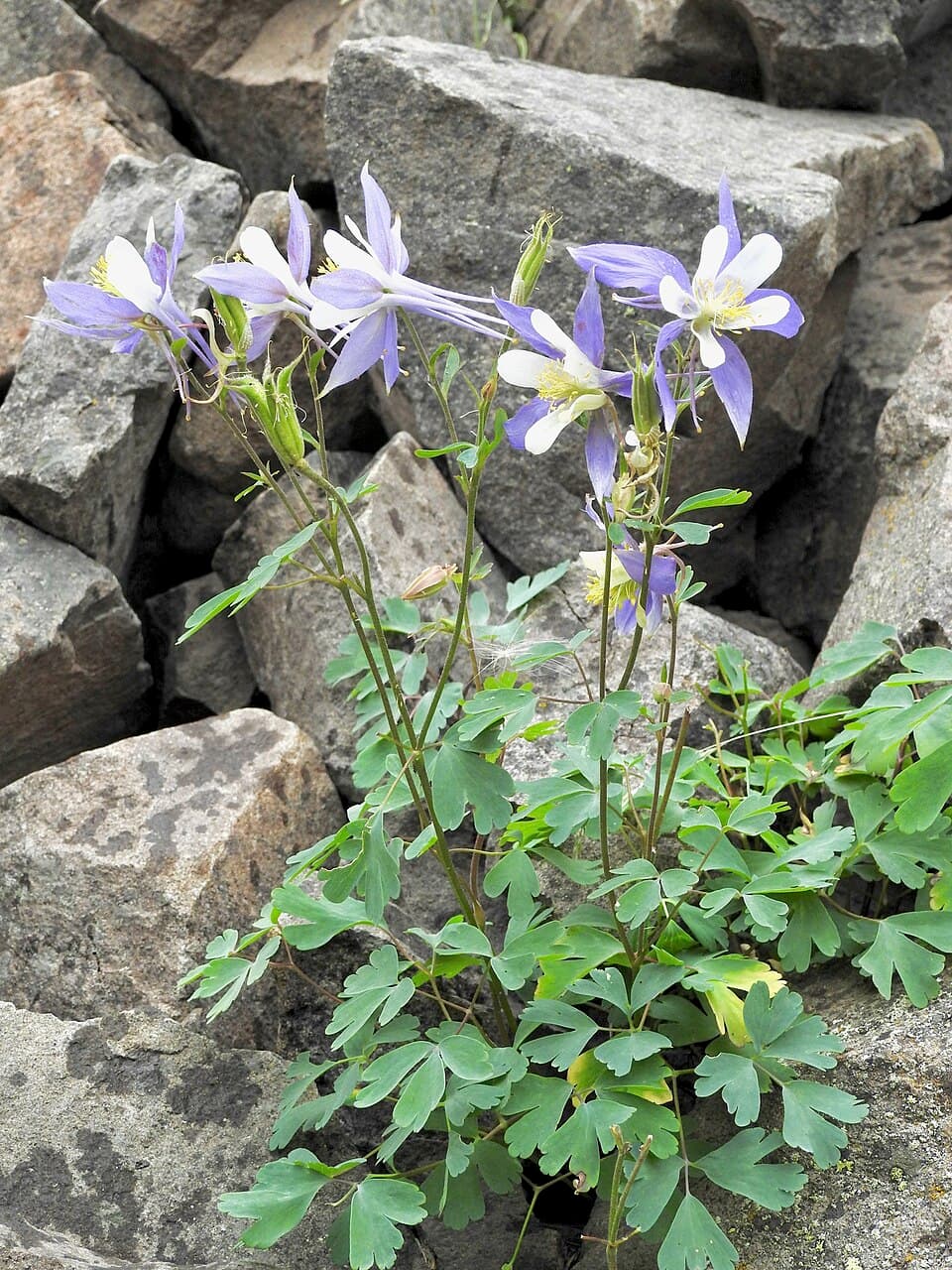 Colorado Columbine — © Laura Gaudette https://www.inaturalist.org/people/gaudettelaura (CC BY 4.0) via Wikimedia Commons Colorado Columbine
