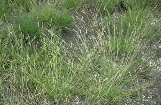 Poverty Oat Grass — © Matthew C. Perry, USGS (Public domain) via Wikimedia Commons Poverty Oat Grass