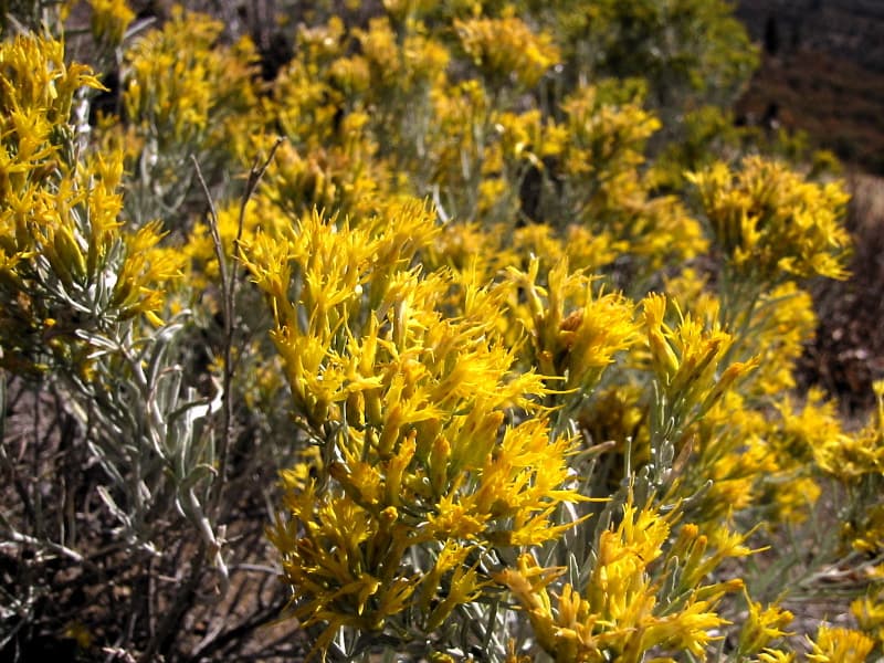 Rubber Rabbitbrush — © No machine-readable author provided. Wsiegmund assumed (based on copyright claims). (CC BY 2.5) via Wikimedia Commons Rubber Rabbitbrush