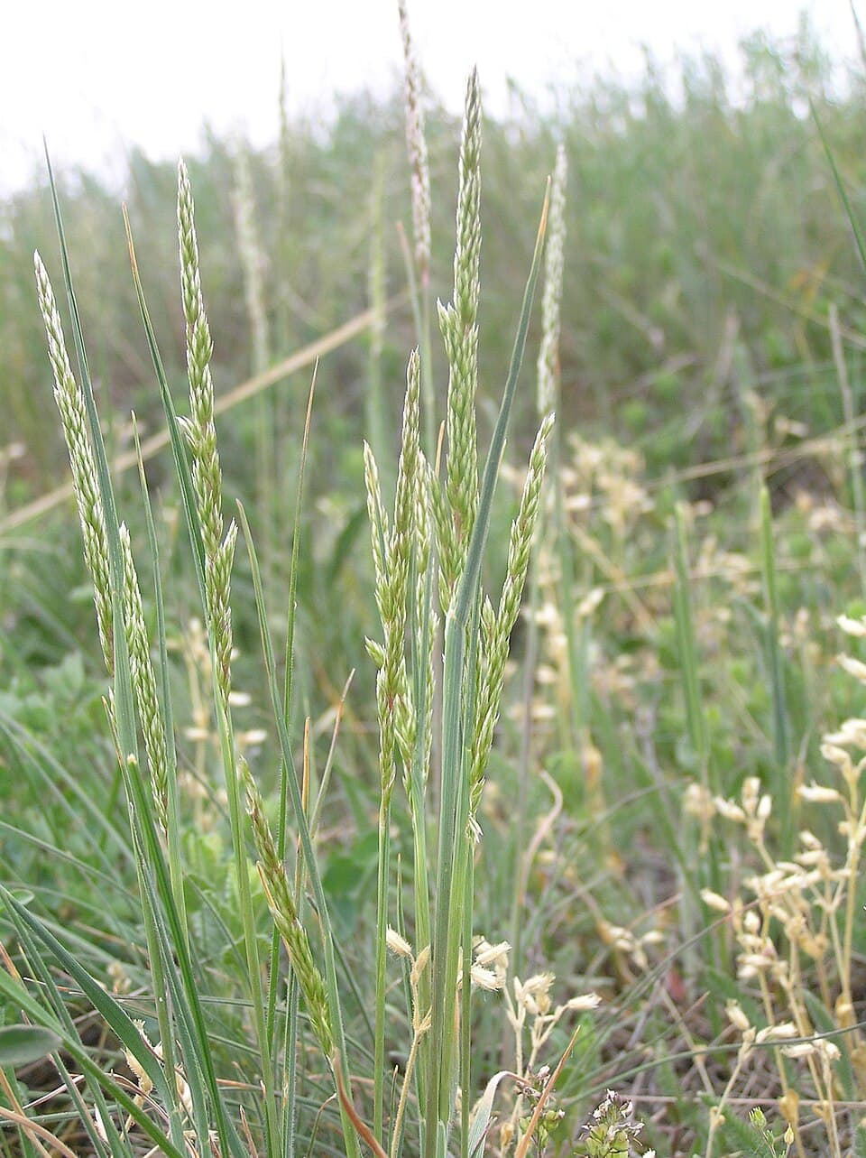 Junegrass — © Don Pedro28 (CC BY-SA 3.0) via Wikimedia Commons Junegrass