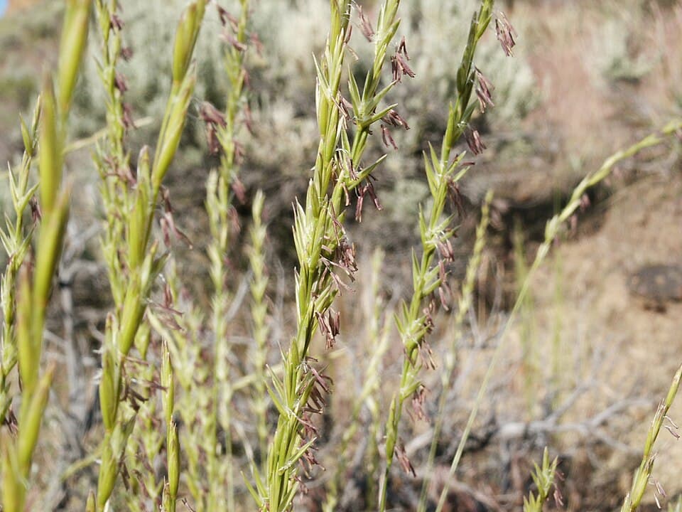 Bluebunch Wheatgrass — © T9500 (Public domain) via Wikimedia Commons Bluebunch Wheatgrass