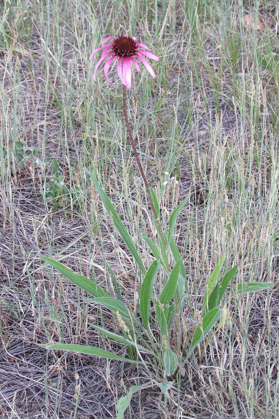Purple Coneflower — © Chris Light (CC BY-SA 4.0) via Wikimedia Commons Purple Coneflower