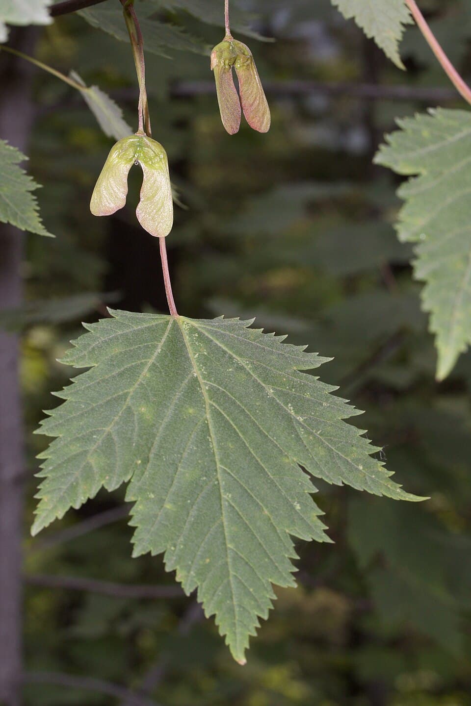 Rocky Mountain Maple — © Walter Siegmund (CC BY-SA 3.0) via Wikimedia Commons Rocky Mountain Maple