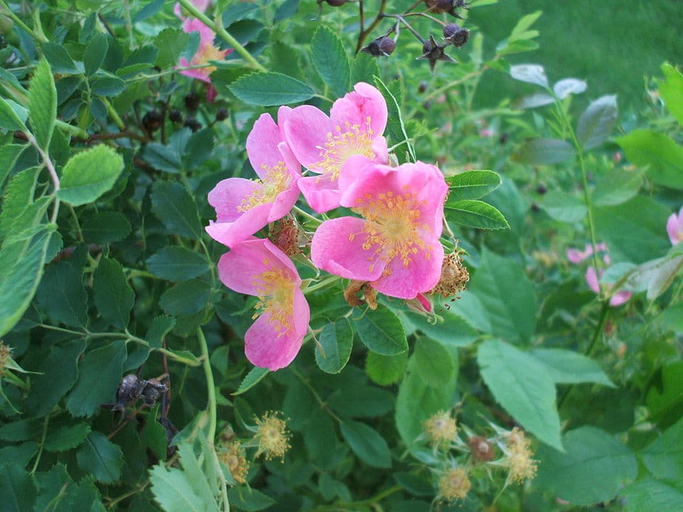 Prairie Rose — © Alexwcovington (CC BY-SA 3.0) via Wikimedia Commons Prairie Rose