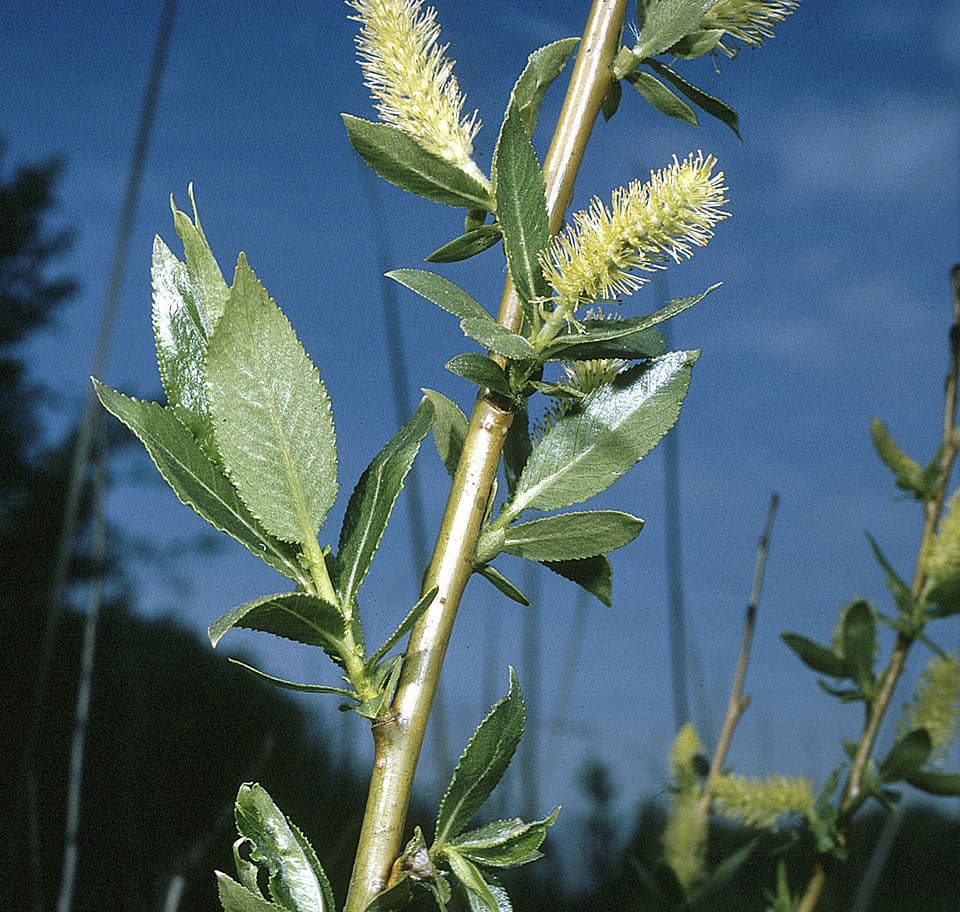 Peachleaf Willow — © Wikimedia Commons (Public domain) via Wikimedia Commons Peachleaf Willow