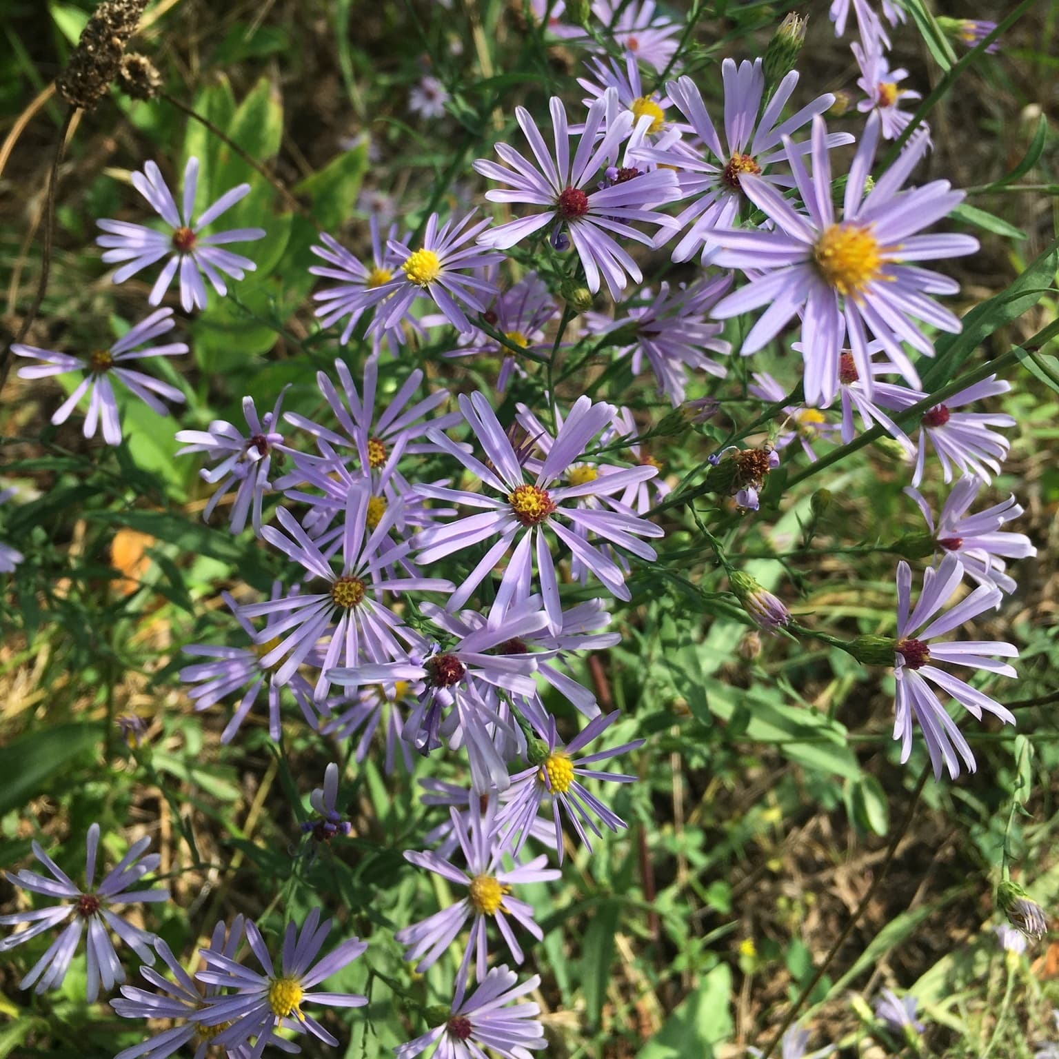 Smooth Blue Aster — © Kathleen Houlahan Chayer (CC0) via Wikimedia Commons Smooth Blue Aster