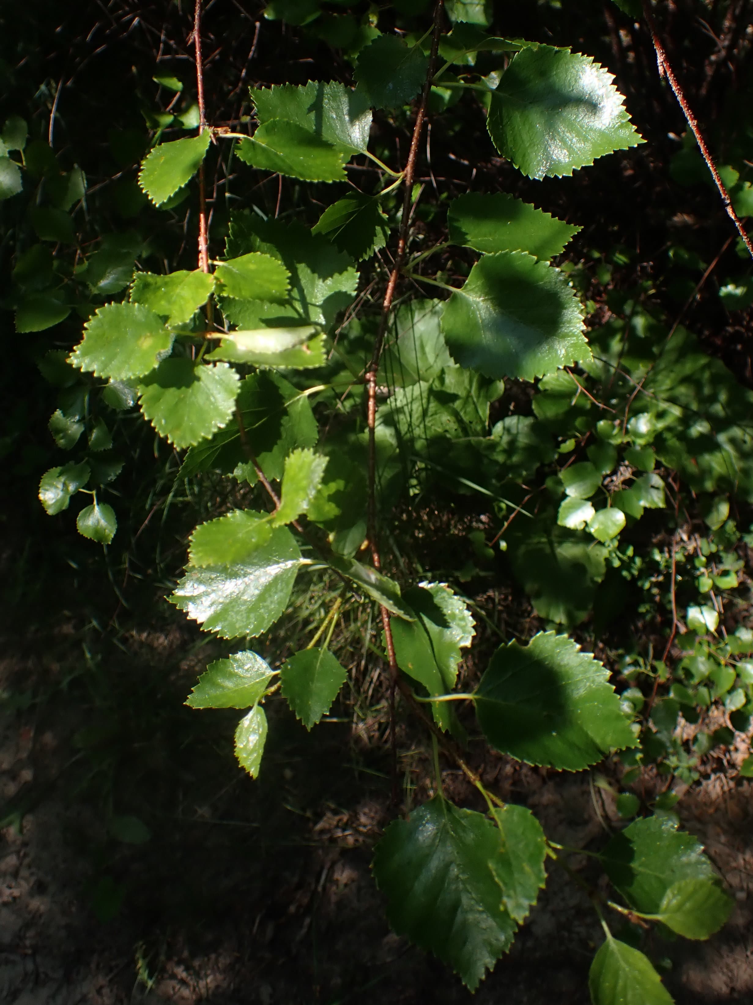 Water Birch — © Kollibri1969 (CC0) via Wikimedia Commons Water Birch